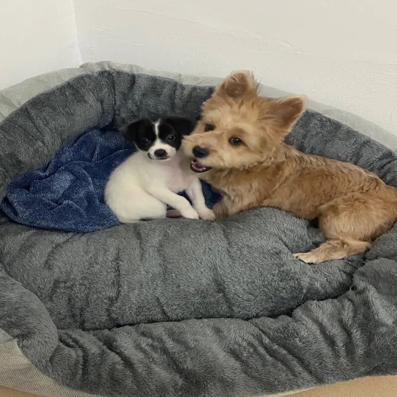 Labai minkštas šiltas šunų lovas naminių gyvūnėlių krepšelis kačių namas sofa vidutinio dydžio šuniui sofa-lova pagalvėlė šunų lova Namo reikmenys naminiams gyvūnėliams