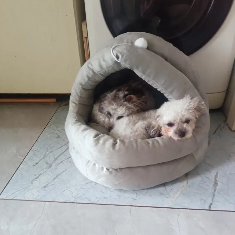 Naminių gyvūnėlių palapinės urvo lova katėms Mažiems šunims Savaime šildantis kačių palapinės lova kačių namelis Patogi naminių gyvūnėlių lova Sulankstoma skalbiama