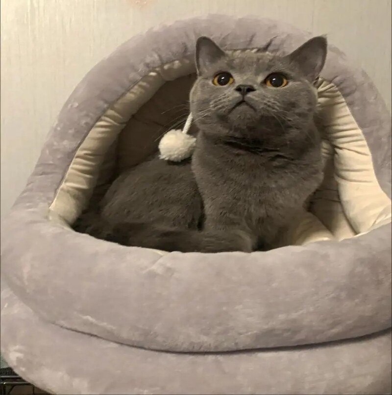 Naminių gyvūnėlių palapinės urvo lova katėms Mažiems šunims Savaime šildantis kačių palapinės lova kačių namelis Patogi naminių gyvūnėlių lova Sulankstoma skalbiama