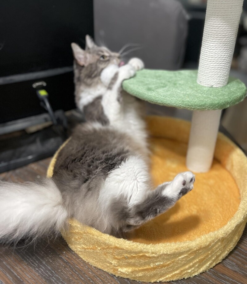 Ant kačių medžio grindų kabantis rutulys su braižymo stulpu Naminiai butas Daugiasluoksnis laipiojimo stulpas Kačių miegantis lizdas kačiuko laipiojimo žaislas