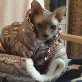 Topli Stephen Cat Jumpruist kostim za mačke Zimska odjeća za kućne ljubimce Gotas Mascota Clothing Mačji kaput Punjačka jakna disfraz para perro