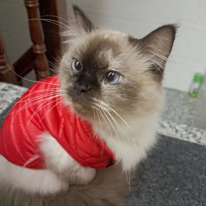 Ziemas mājdzīvnieku kucēnu suns kaķu apģērbs Ultraviegls kaķēnu kaķu dūnu jaka Mīksta silta kokvilnas veste kaķēnam resnam kaķim sporta apģērbs