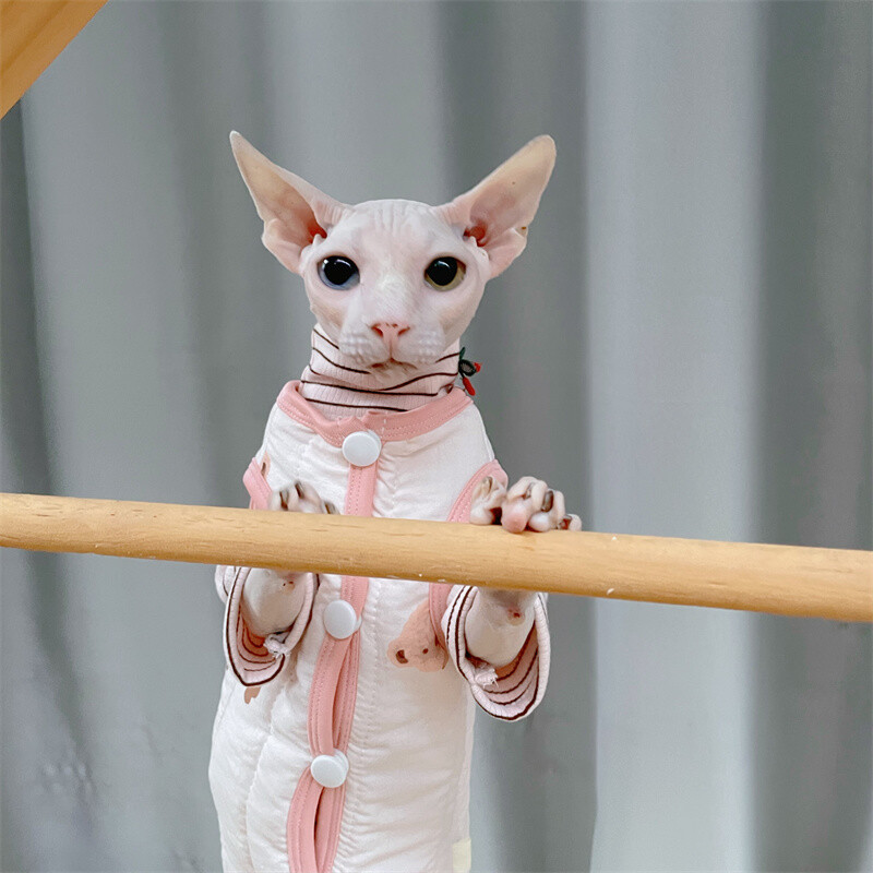 Jachetă de iarnă din bumbac groasă de desene animate pentru pisică Sphynx Toamnă Caldă drăguță haină galbenă pentru pisoi Roz Albastru Imbracaminte de relaxare pentru Devon Rex