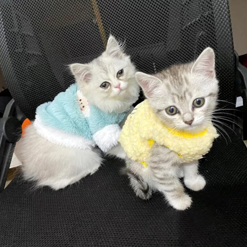 Jaundzimušais kaķis kaķēns samta apģērbs ziemas silts mazs mājdzīvnieks džemperis maziem dzīvniekiem Zaķis Puloveri Apģērbi Tējas tase Pūdelis XXXS