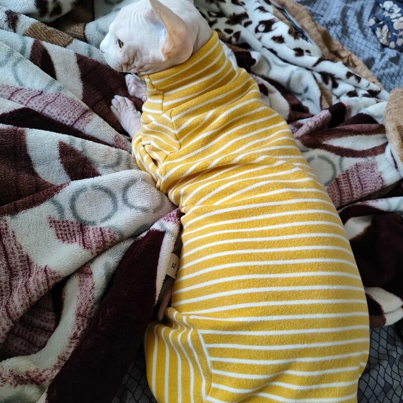 Ziemas drēbes kaķiem, kokvilnas 4 kāju mētelis Sphnx, apakškrekls ar garām piedurknēm kaķēniem, Devon Rex kombinezons