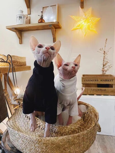 Čipkasti mačji pulover Pamučna jakna Kaput za sfinge Zimski dvodijelni pulover za mačiće Mekani čipkasti kaput za ženke Devon Rexa