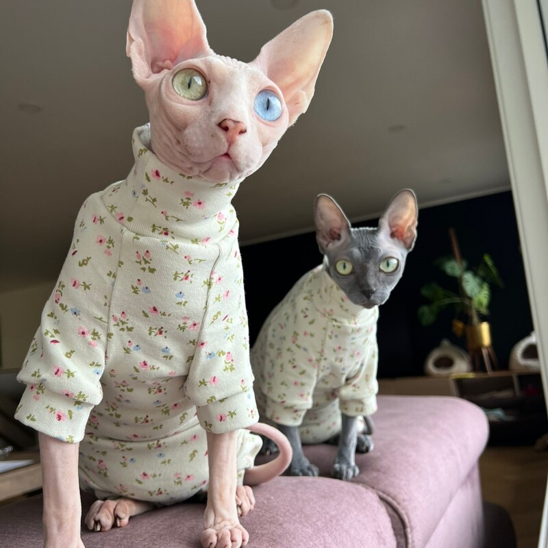 Meleg pamut kabát Sphynx macska tavaszi puha szövetből készült elasztikus jumpsuit kiscicáknak Zöld virágos, magas nyakú pulóver Devon Rex számára