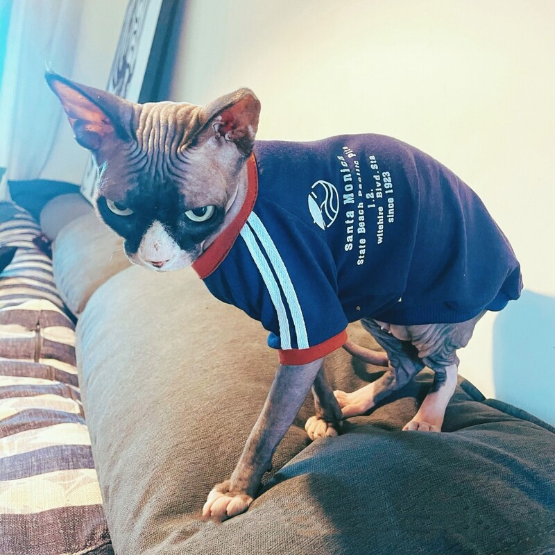 Madingi medvilniniai marškinėliai kačių pavasariui japonietiško stiliaus mėlyni ilgomis rankovėmis raidžių megztiniai sfinkso katės Devon Rex kombinezonas