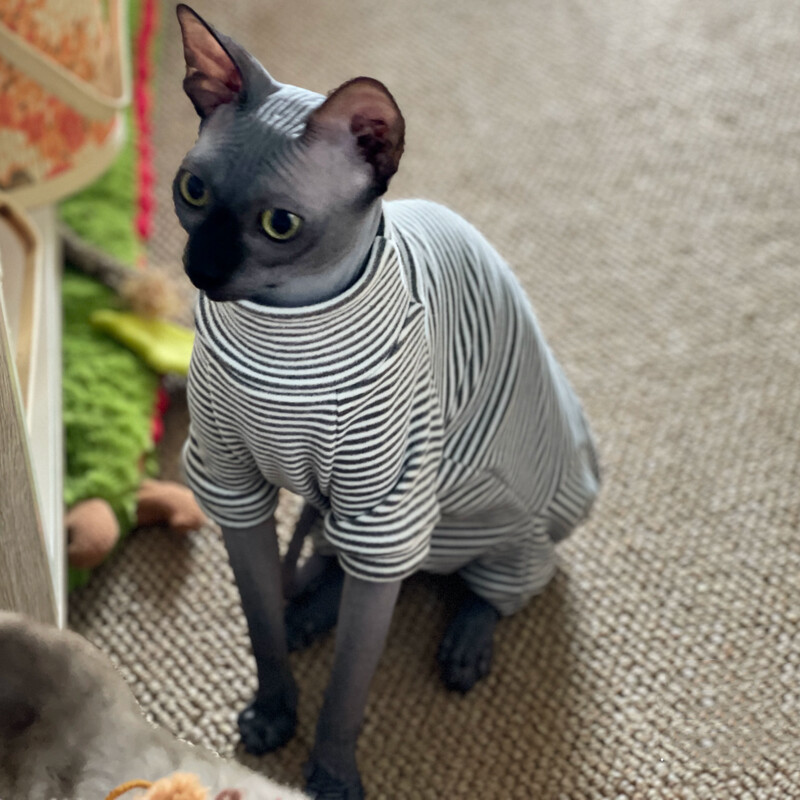 Îmbrăcăminte pentru pisici Jachetă din bumbac cu 4 picioare, cu dungi de primăvară, pentru pisică Sphynx Tricou de iarnă, pentru pisoi, haine gri calde pentru Devon Rex