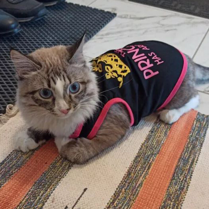 Tricou pentru pisici Sphynx din bumbac de vară, vestă pentru pisici mici, prințesă Gotas, haine pentru câini, cămăși Garfield Kedi, îmbrăcăminte pentru animale de companie