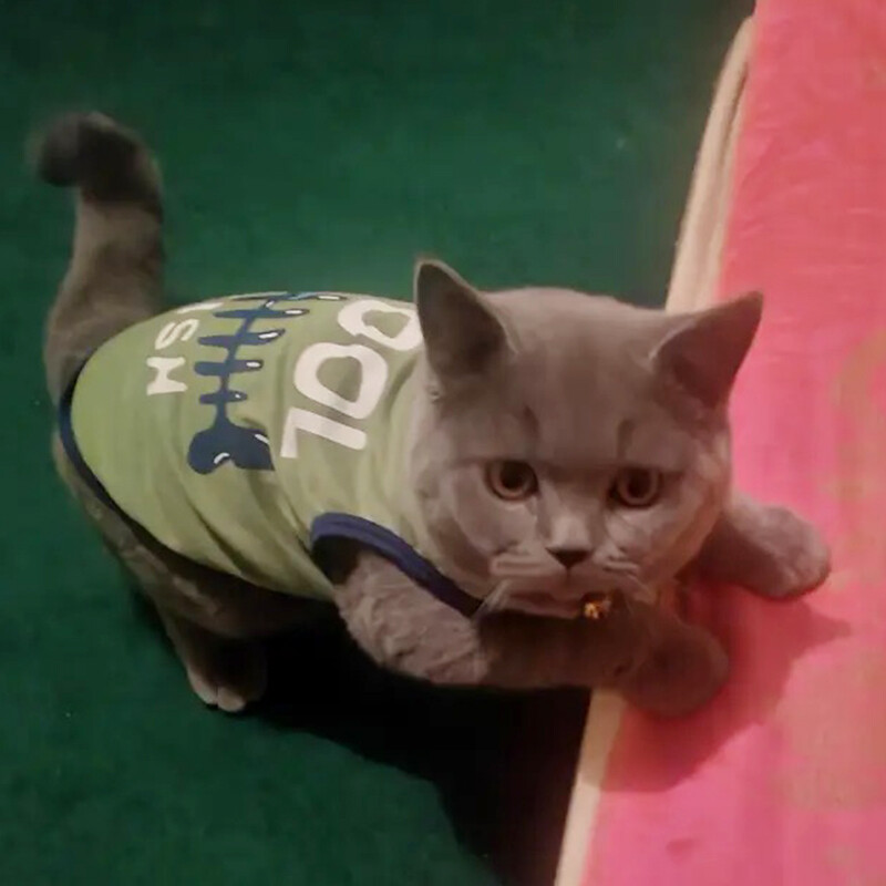 Ljetna pamučna odjeća za mačke Sphynx Odjeća Otisnuta slova Pet prsluk Majica za mačke Gotas Kitten Garfield Majice maskote Odjeća