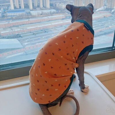 Kaķu apģērbs Pavasara vasara Kokvilnas krekls priekš Sfinksa Modes Zils īsām piedurknēm Mētelis kaķiem Suņiem Karikatūras kombinezons Devon Reksam