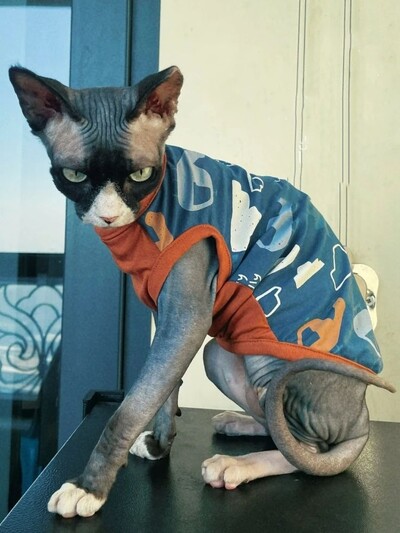 Kaķu apģērbs Pavasara vasara Kokvilnas krekls priekš Sfinksa Modes Zils īsām piedurknēm Mētelis kaķiem Suņiem Karikatūras kombinezons Devon Reksam