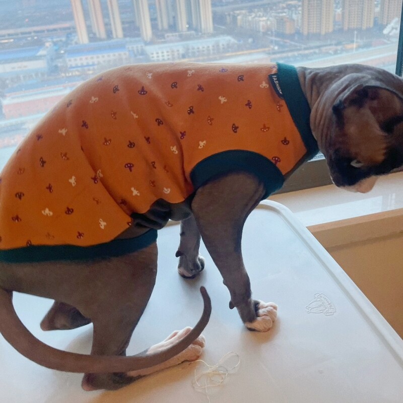 Kaķu apģērbs Pavasara vasara Kokvilnas krekls priekš Sfinksa Modes Zils īsām piedurknēm Mētelis kaķiem Suņiem Karikatūras kombinezons Devon Reksam