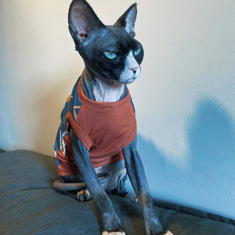 Kaķu apģērbs Pavasara vasara Kokvilnas krekls priekš Sfinksa Modes Zils īsām piedurknēm Mētelis kaķiem Suņiem Karikatūras kombinezons Devon Reksam