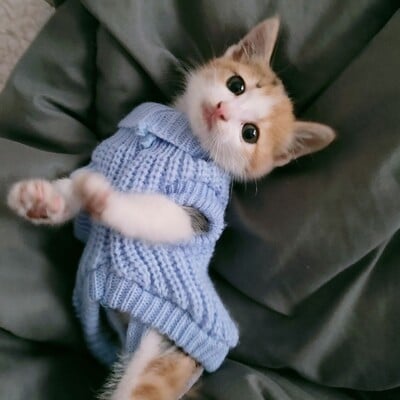XXXXS/XXXS/XXS Mačići Pulover Kitty Pleteni džemper Puppy Pidžama Mačka Hoodie Odjeća za Chihuahuu Yorkie Pomeranian