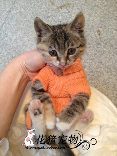 XXXXS/XXXS/XXS Pisicuțe Pulover Kitty Tricotat Pulover Cățeluș Pijamale Pisică Hanorac Haine pentru Chihuahua Yorkie Pomeranian