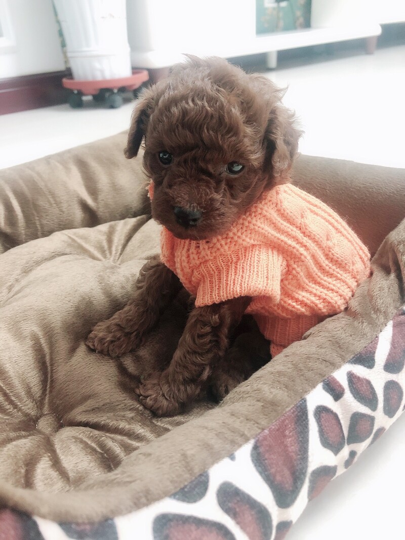 XXXXS/XXXS/XXS Pisicuțe Pulover Kitty Tricotat Pulover Cățeluș Pijamale Pisică Hanorac Haine pentru Chihuahua Yorkie Pomeranian