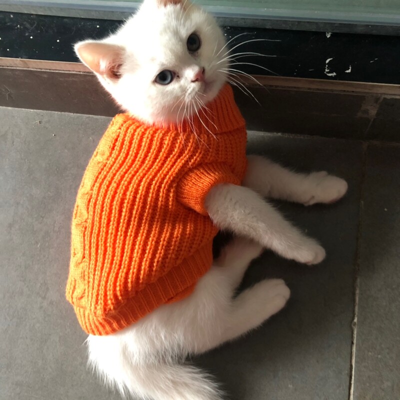 XXXXS/XXXS/XXS Pisicuțe Pulover Kitty Tricotat Pulover Cățeluș Pijamale Pisică Hanorac Haine pentru Chihuahua Yorkie Pomeranian