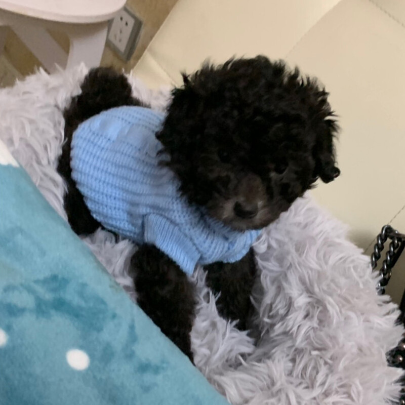 XXXXS/XXXS/XXS Pisicuțe Pulover Kitty Tricotat Pulover Cățeluș Pijamale Pisică Hanorac Haine pentru Chihuahua Yorkie Pomeranian