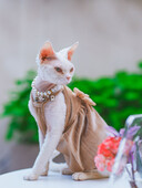 Elegantiška madinga sfinkso katės suknelė be plaukų, minkštos medvilnės prabangūs spalvingi lanko sijonai, skirti Devon Rex reikmenims augintiniams