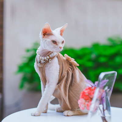 Elegantiška madinga sfinkso katės suknelė be plaukų, minkštos medvilnės prabangūs spalvingi lanko sijonai, skirti Devon Rex reikmenims augintiniams