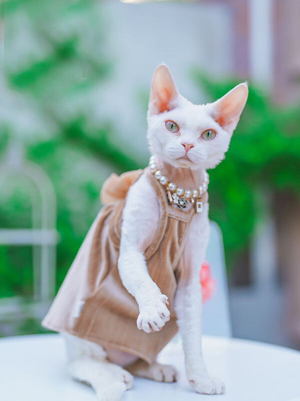 Elegantiška madinga sfinkso katės suknelė be plaukų, minkštos medvilnės prabangūs spalvingi lanko sijonai, skirti Devon Rex reikmenims augintiniams