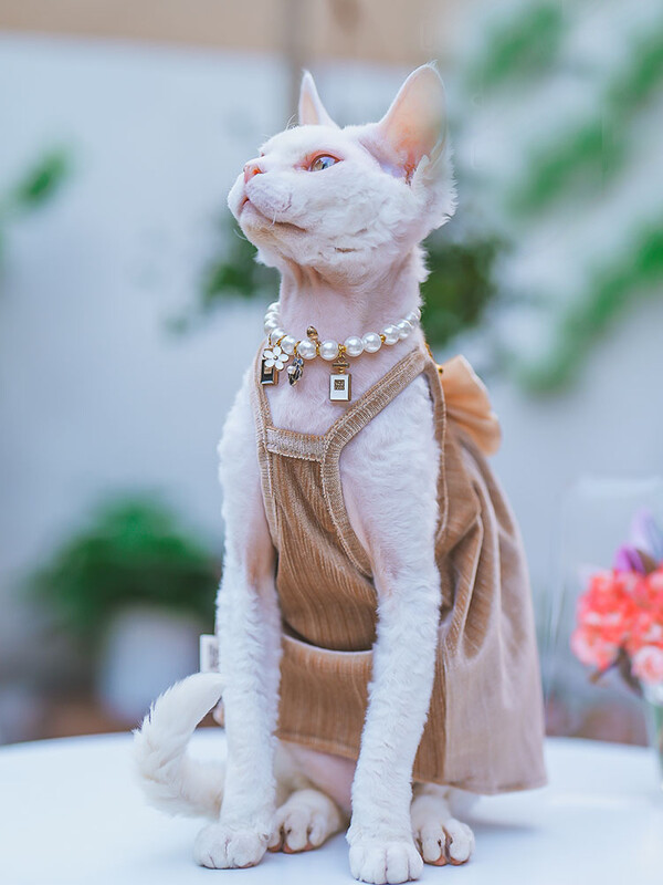 Elegantiška madinga sfinkso katės suknelė be plaukų, minkštos medvilnės prabangūs spalvingi lanko sijonai, skirti Devon Rex reikmenims augintiniams