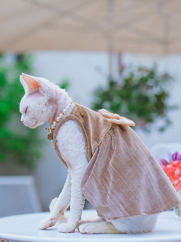 Elegantiška madinga sfinkso katės suknelė be plaukų, minkštos medvilnės prabangūs spalvingi lanko sijonai, skirti Devon Rex reikmenims augintiniams