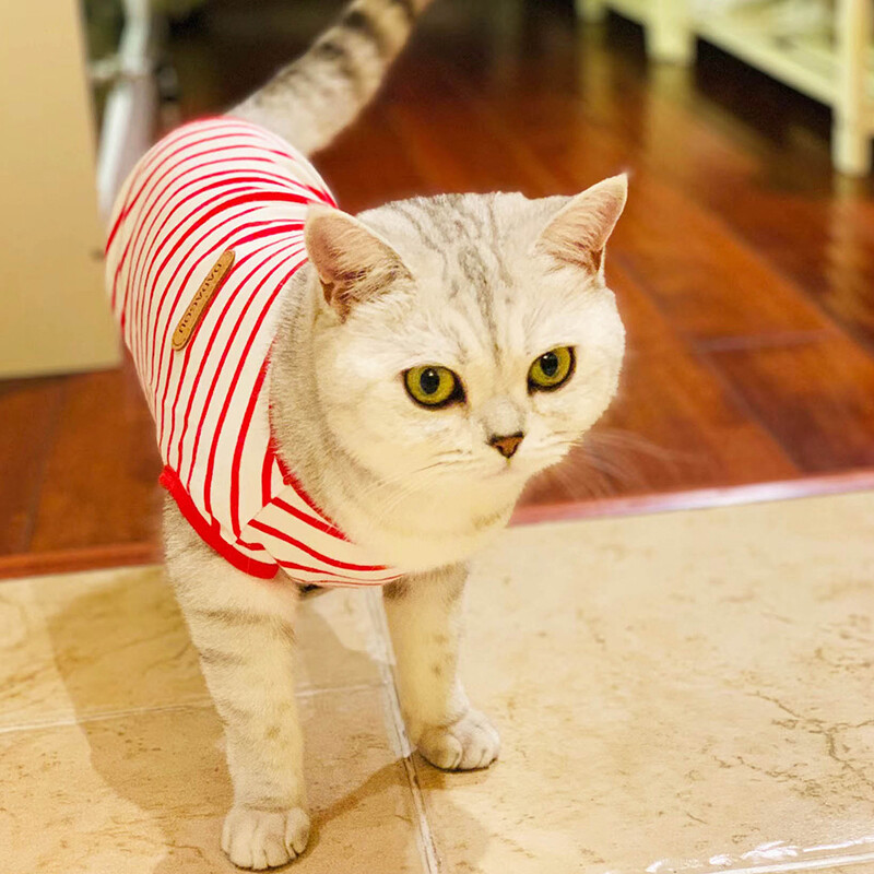 Vasaros sfinkso katės liemenės marškinėliai Stripe Pet Drabužiai be rankovių katėms Gotas Garfield Kačiuko marškinėliai maskotai Drabužiai vetement chat