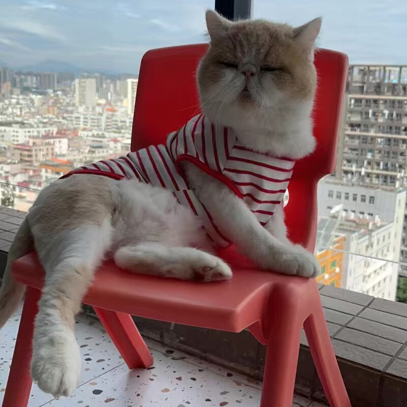 Vasaros sfinkso katės liemenės marškinėliai Stripe Pet Drabužiai be rankovių katėms Gotas Garfield Kačiuko marškinėliai maskotai Drabužiai vetement chat