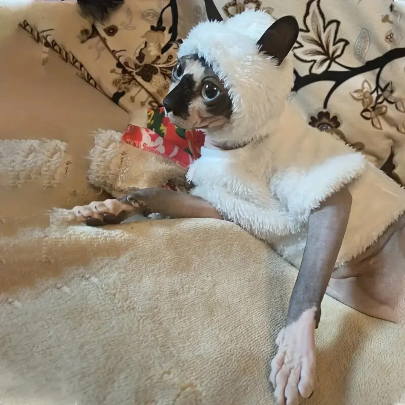 Medvilninės vilnos kačių marškinėliai beplaukėms katėms ir mažiems šunims – jaukus keturkojis sfinkso Devon džemperis, pagamintas iš neaustinės, grynos medvilnės