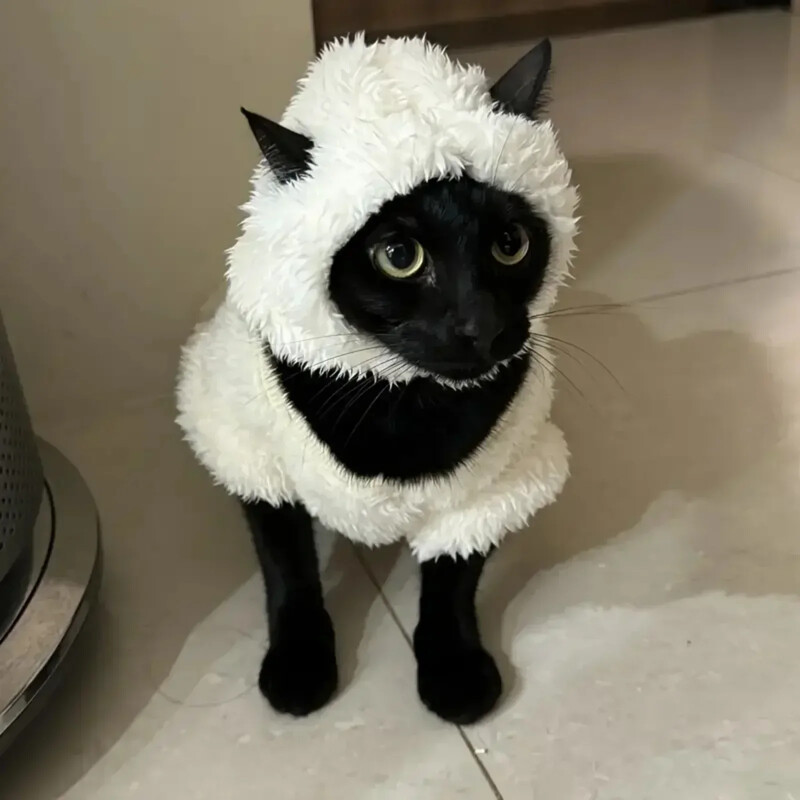 Medvilninės vilnos kačių marškinėliai beplaukėms katėms ir mažiems šunims – jaukus keturkojis sfinkso Devon džemperis, pagamintas iš neaustinės, grynos medvilnės