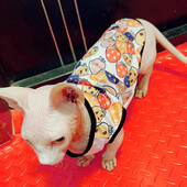 Vasaros sfinkso katės drabužiai Mieli spausdinti augintinio liemenės marškinėliai katėms Gotas Kitten Kedi marškinėliai maskotai šunų drabužiai ropa para gato