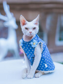 Rochie de flori albastră din bumbac pentru pisică Sphynx Cămașă moale fără mâneci pentru pisici de sex feminin Fusta cu vestă dulce pentru pisici Devon Rex