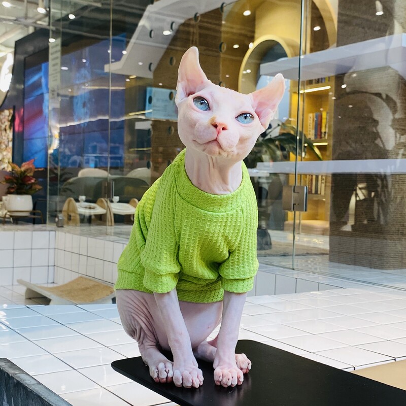 Sfinkso katės žalia medvilninė liemenė beplaukių kačių drabužiai, dviejų kojų marškiniai Devon Rex patogus pakabinamas paltas vasaros viršutiniuose drabužiuose, skirtuose augintiniams