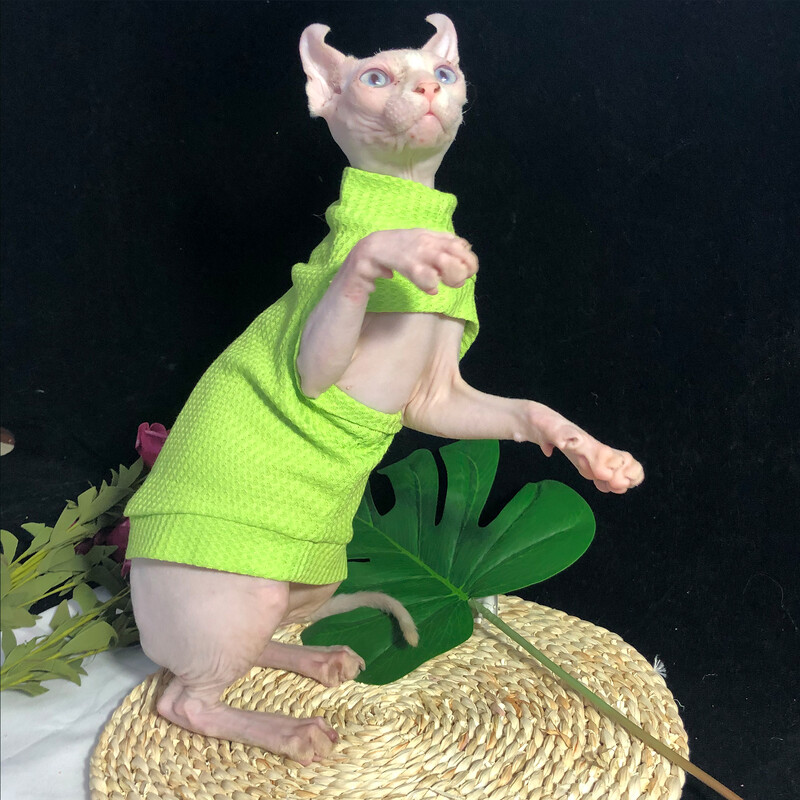 Sfinkso katės žalia medvilninė liemenė beplaukių kačių drabužiai, dviejų kojų marškiniai Devon Rex patogus pakabinamas paltas vasaros viršutiniuose drabužiuose, skirtuose augintiniams