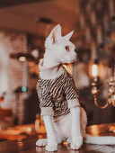 Pulover cu dungi pentru pisică Sphynx Tricou fără păr pentru pisică Haine Manta confortabilă din bumbac pentru pisica Devon Rex Vestă moale pentru îmbrăcăminte de primăvară