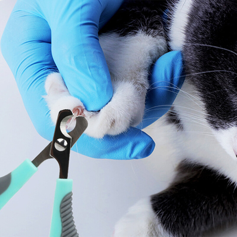 Mājdzīvnieku suņu un kaķu nagu grieznes Nagu asināmais Nagu knaibles Manikīrs Šķēres Suņi Kāju pirkstu kopšanas Trimmeris nagus Mājdzīvnieku kopšanas piederumi