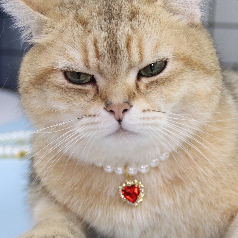 Mieli mados reikmenys naminiams gyvūnėliams Kačių priedai Kaklo papuošalai Perlų krištolo naminių gyvūnėlių antkaklis Perlų karoliukais su kieto kristalo pakabukas naminių gyvūnėlių gaminiai