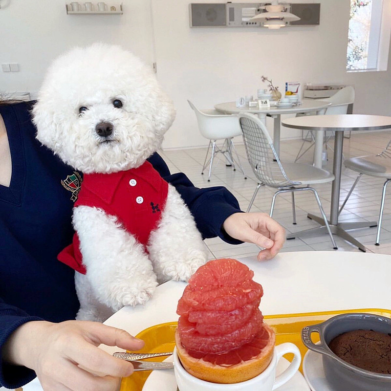 Madingi šunų drabužiai Vasariniai šunų ploni marškinėliai Mieli šuniuko liemenė Minkšti katės marškinėliai Kvėpuojanti šunų liemenė Čihuahua Drabužiai Pet Cat Liemenė