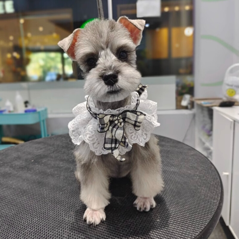 Perlový obojok pre psa, drahokamy, hodvábny svadobný, mačka, šteniatko, stuha, šatka, prívesok, mašle pre domáce zvieratá, náhrdelník, saténový, nový, mačiatko, doplnky, motýlik, darček