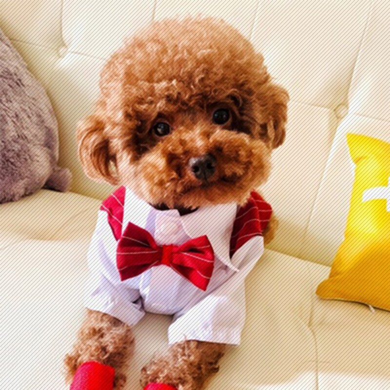 Câine Gentleman Costum de nuntă Haine Cămașă formală Tinuta pentru animale de companie Halloween Crăciun Costum pentru câini pentru câini de talie mică Tuxedo cu papion