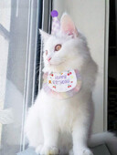 Bavete și pălărie de petrecere pentru aniversarea animalelor de companie, pisică, câine, dantelă, saliva, prosop, mini bandană pentru câini, eșarfă, articole de îmbrăcare pentru ziua de naștere a câinelui