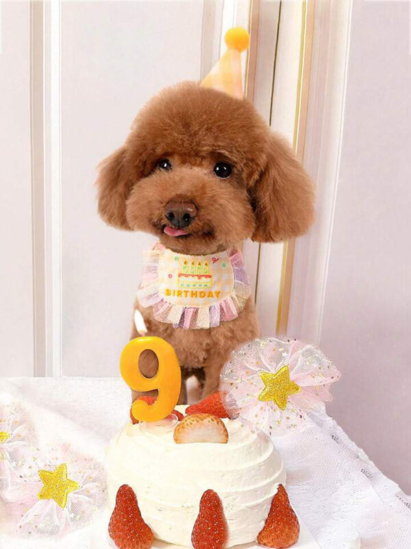 Bavete și pălărie de petrecere pentru aniversarea animalelor de companie, pisică, câine, dantelă, saliva, prosop, mini bandană pentru câini, eșarfă, articole de îmbrăcare pentru ziua de naștere a câinelui