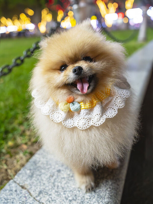 Mājdzīvnieks Bib Kaķis Suns Ziedu Šalle Jauki Suņi Siekalu dvielis Kaķa kakla lakats Mājdzīvnieku saģērbšanas piederumi