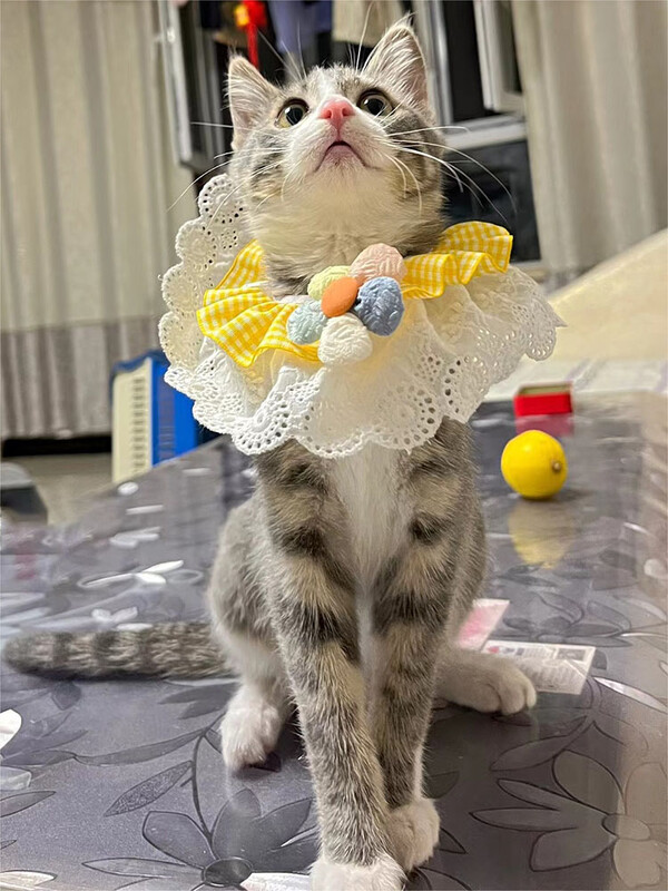 Mājdzīvnieks Bib Kaķis Suns Ziedu Šalle Jauki Suņi Siekalu dvielis Kaķa kakla lakats Mājdzīvnieku saģērbšanas piederumi