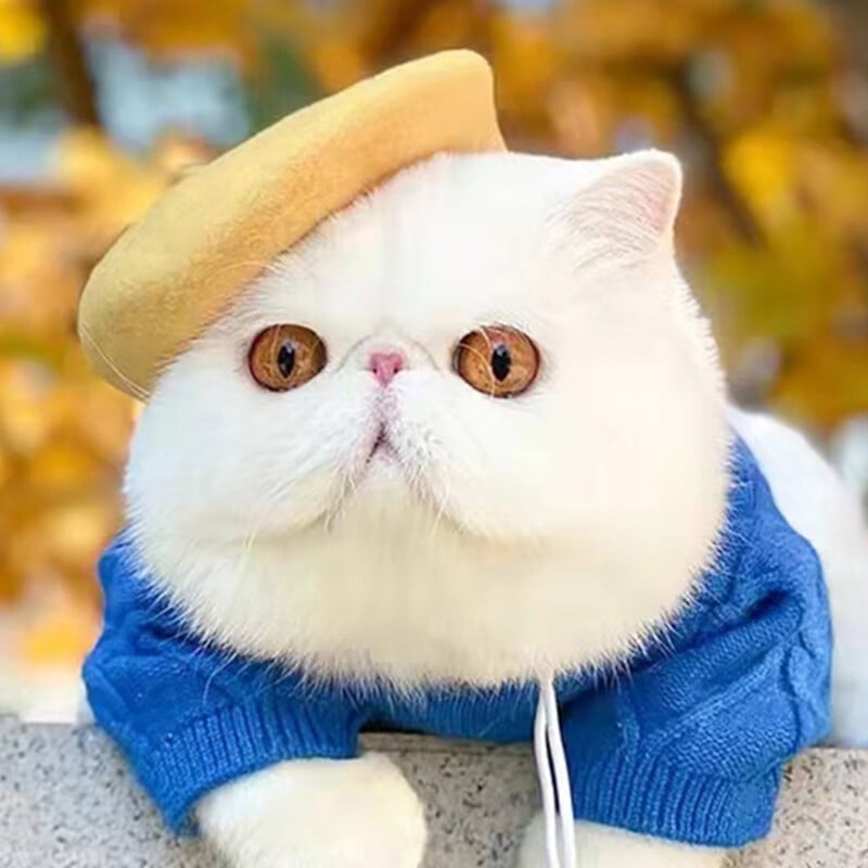 Naminių gyvūnėlių mada Žieminė Vilna Beretė Skrybėlė Katės Šunys Mielos Dailininkė Kepuraitė Šuniukas Kačiukas Šiltos Ausinės kalėdiniai rūbai Priedai