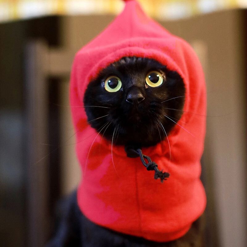 Rudens ziemas kaķu cepure kucēnam Silta vilnas mājdzīvnieku komplekta cepure maziem suņiem kaķiem kaķēnu aksesuāri ar augstu kaklu regulējamas sfinksas cepures