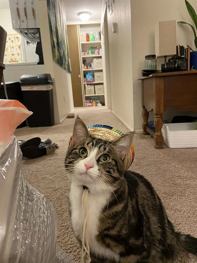 Reguliuojama, kvėpuojanti, madinga kačių ir šunų apsaugos nuo saulės dekoravimo dizaino vakarėlio reikmenys vasaros naminių kačių kepurė